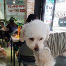 쿤짱 | 라쿤과 강아지들이 있는 이색 카페 &#34;쿤짱&#34; 후기