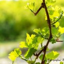 평풍농장 이미지