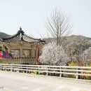 라제통문벚꽃길 이미지