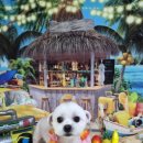 아보네 멍빌리지 이미지