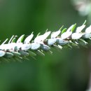 디오스 카카오 검색결과