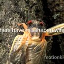 The Return of the Cicadas＜ 매미의 일생＞매미소리가 들리기 시작 이미지