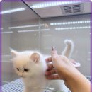 뽀송강아지 이미지