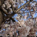 4월 14일 현재 정읍천변의 벚꽃 이미지