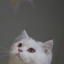 우다닥 고양이 호텔 이미지
