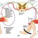 knee jerk reflex(deep tendon reflex)로 이해할 수 있는 것들 - 더 정리해야 이미지