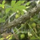 약초의 모든것 이미지