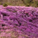 [4/24수요일-수도권 최고의 진달래 군락지 강화 고려산 진달래 산행 안내] 이미지