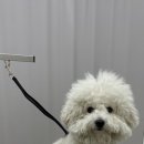 수수펫살롱 이미지