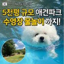포시즌파크 | 강아지 수영장 포시즌애견테마파크 5천평 카페 서울근교 추천