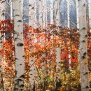 자작나무 숲 이미지