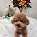 사랑해똥깡아지 이미지