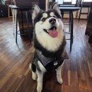 폼스키 | 대형견 옷 아요삐 리버서블 양면패딩조끼 솔직후기 (feat.폼스키포키)