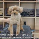 Coco Grooming 이미지