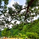 정선초등학교 이미지