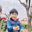 🥔햇살반 꼬마농부들의 감자심기🧑🏻‍🌾🥔 이미지