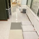 도그365 | 소심한 우리 아이 첫 선택 강아지 유치원 도그인포레스트