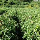 춘하추동민박 이미지