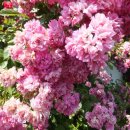 도로시(Dorothy) 이미지