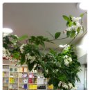 무성약국 이미지