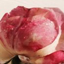 레드로즈 이미지