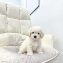 멍멍이와 야옹이 분양 평택점 | 연남강아지분양 꼬똥드툴레아, 비숑 믹스견 꼬숑 입양후기