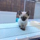 캣앤캣 고양이 병원 이미지