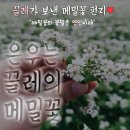 #162 [마무리편지] 은우는 끌🌸레의 메밀꽃 이미지