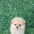 말티폼분양 말티즈+포메 믹스 블루오드아이 분양합니다 이미지