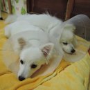 트레벨동물병원 이미지