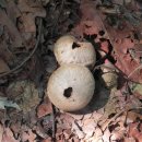 황토버섯 이미지