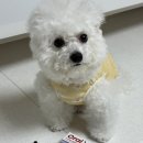 더케어벳 | 비숑프리제 강아지 치석케어 입냄새제거에 좋은 페노비스 오랄벳 강아지치약