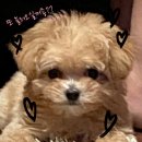 땡초화끈이 이미지