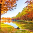 메타세쿼이아랜드 이미지