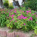 강동로7-80 이미지