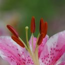 카사블랑카 이미지