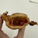 목포 다양한 종류 붕어빵 맛집 “일등붕어빵” #1년내내 붕어빵 판매하는 곳