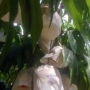 주현2농장 이미지