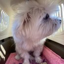 위즈펫동물병원(롯데마트 울산점) | 강아지 교통사고 mri 촬영 후기 비용 에스동물메디컬센터 울산점