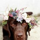 광양동물메디컬센터 이미지