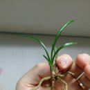 시커먼스 이미지