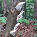 화악산 개울건너 이미지