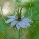 [3월 31일 탄생화] 흑종초(Nigella Damascena) : 꿈길의 애정 이미지