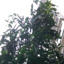 망고민박