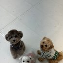 멍제로