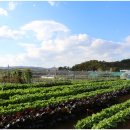 농업회사법인(주)진심 이미지