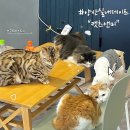 캣츠앤미 이미지