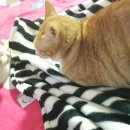 미랑미랑 이미지