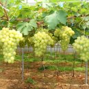 서해3농장 이미지