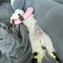 송이종합동물병원 이미지